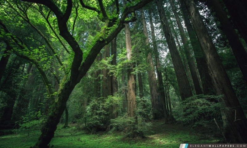Belle forêt, Arrière-plans HD à télécharger