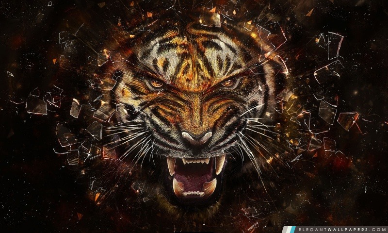 Tiger Milieux, Arrière-plans HD à télécharger