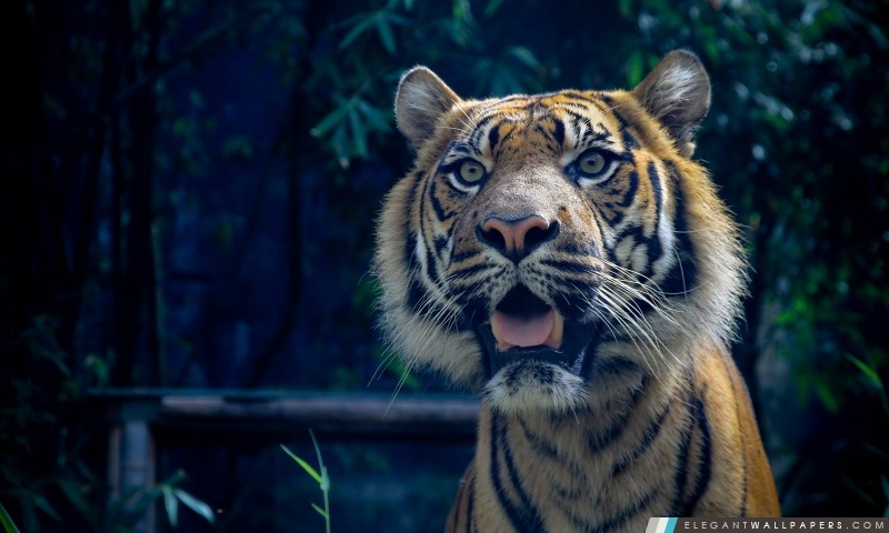 Tigre de Sumatra, Arrière-plans HD à télécharger