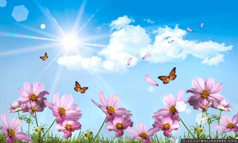 Papillons et fleurs de cosmos, Arrière-plans HD à télécharger