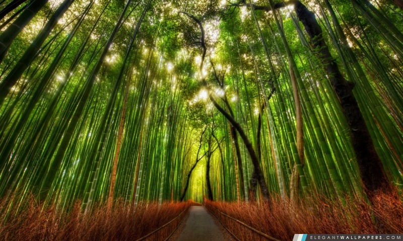 Bamboo Forest, Arrière-plans HD à télécharger