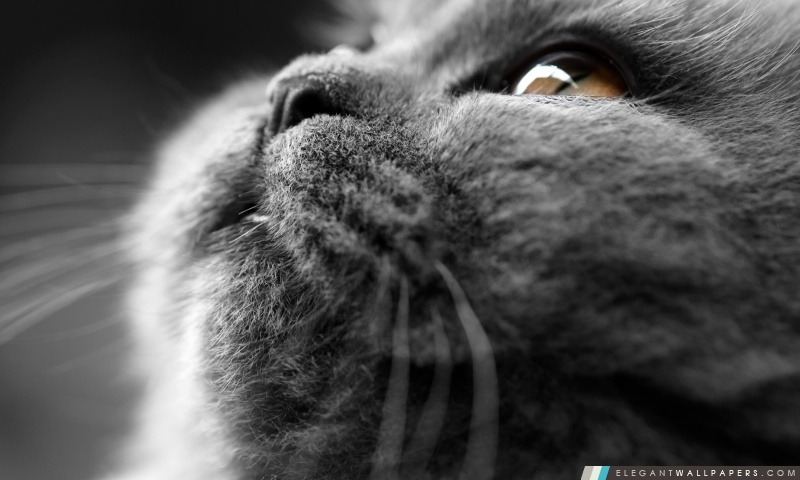 Chat gris Visage, Arrière-plans HD à télécharger