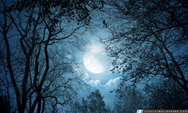 Nuit de pleine lune, Arrière-plans HD à télécharger