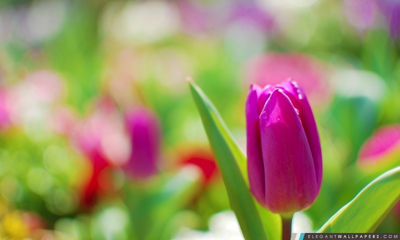 Tulipe pourpre, Arrière-plans HD à télécharger