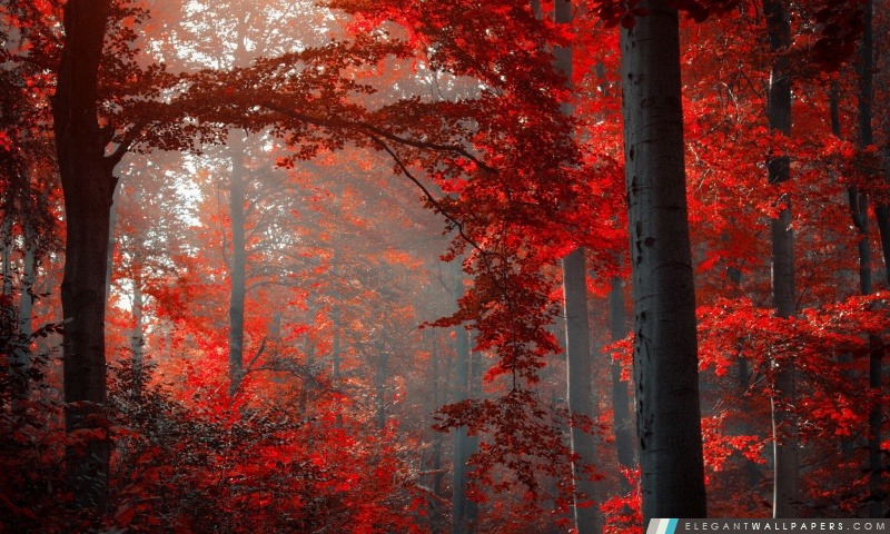Forêt rouge, Arrière-plans HD à télécharger