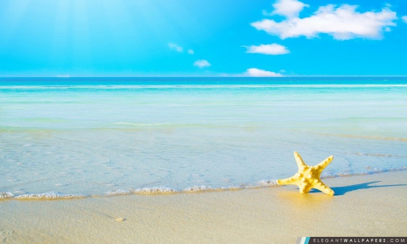Étoiles de mer sur la plage, Arrière-plans HD à télécharger