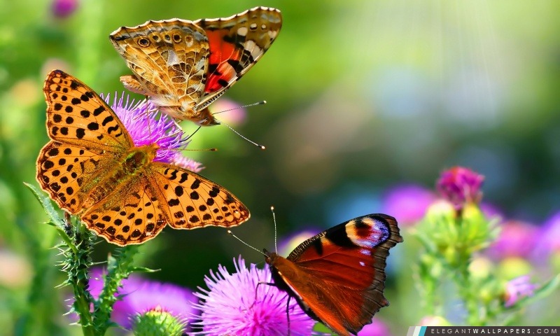 Papillons et fleurs, Arrière-plans HD à télécharger