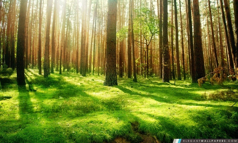 Beau paysage de forêt, Arrière-plans HD à télécharger