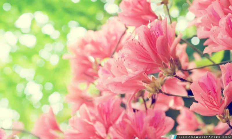 Belle fleurs de printemps, Arrière-plans HD à télécharger
