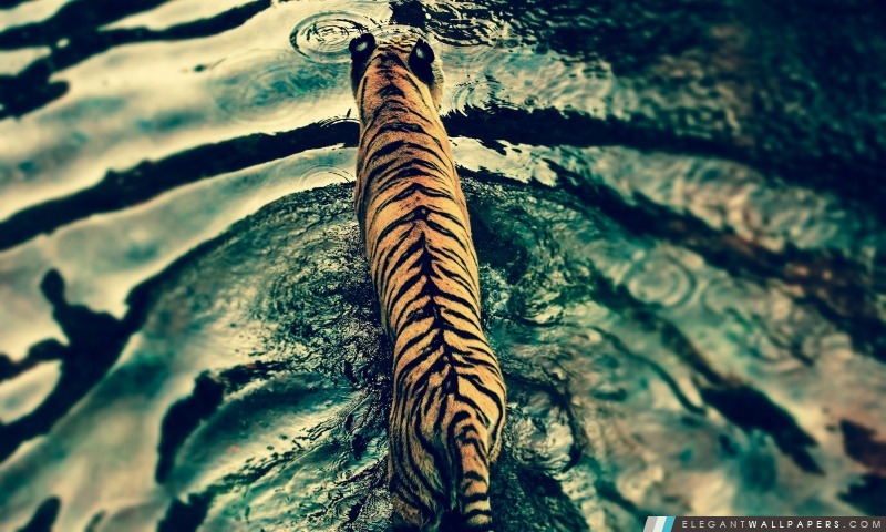 Tigre dans l'eau, Arrière-plans HD à télécharger
