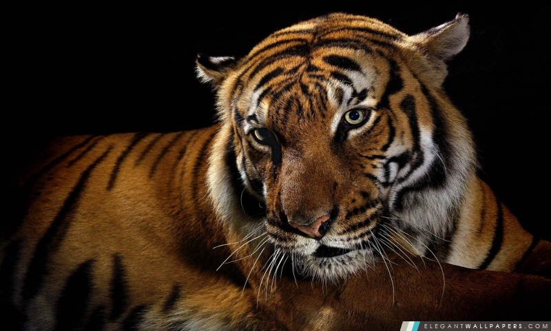 Beau tigre, Arrière-plans HD à télécharger