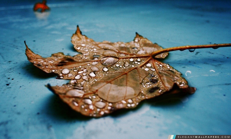 Wet Maple Leaf, Close Up, Arrière-plans HD à télécharger