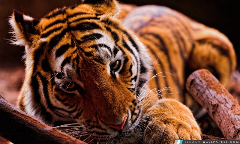 Tiger in the Dark, Arrière-plans HD à télécharger