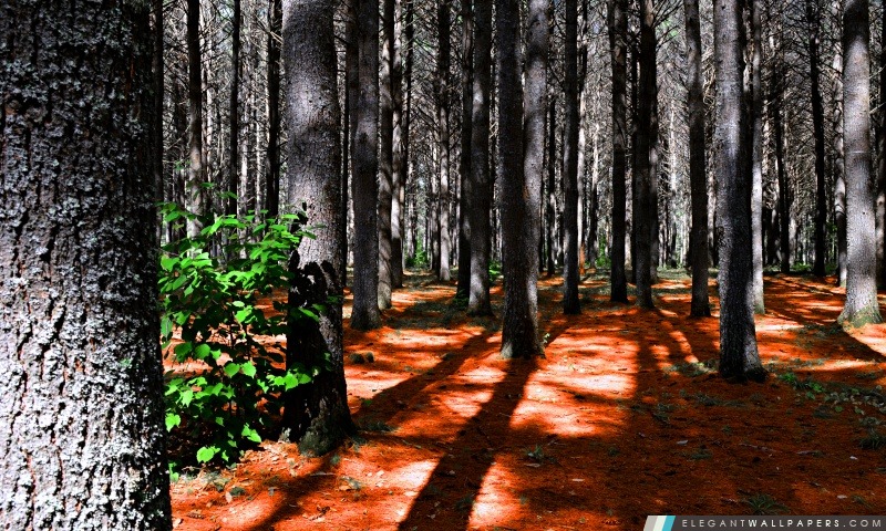 Forêt de pins profonde – Fort de Pins, Arrière-plans HD à télécharger