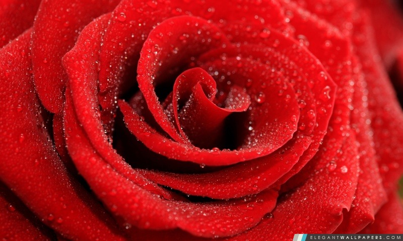 Rose rouge Macro, Arrière-plans HD à télécharger