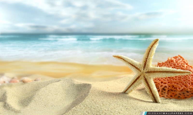 Étoiles de mer sur la plage, Arrière-plans HD à télécharger