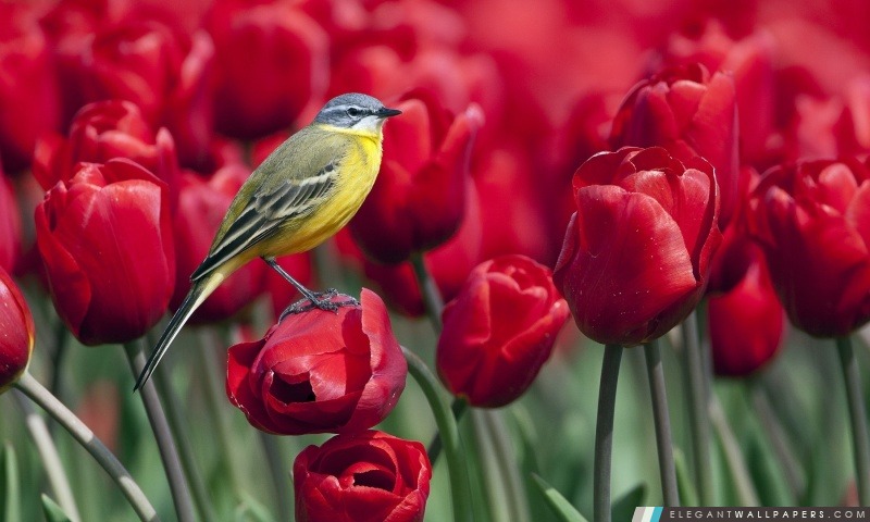 Oiseau et tulipes rouges, Arrière-plans HD à télécharger