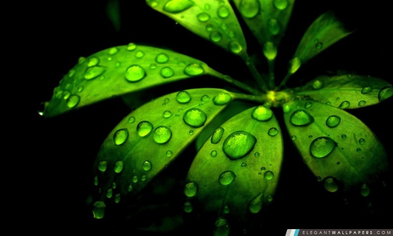 Fleur verte, Arrière-plans HD à télécharger
