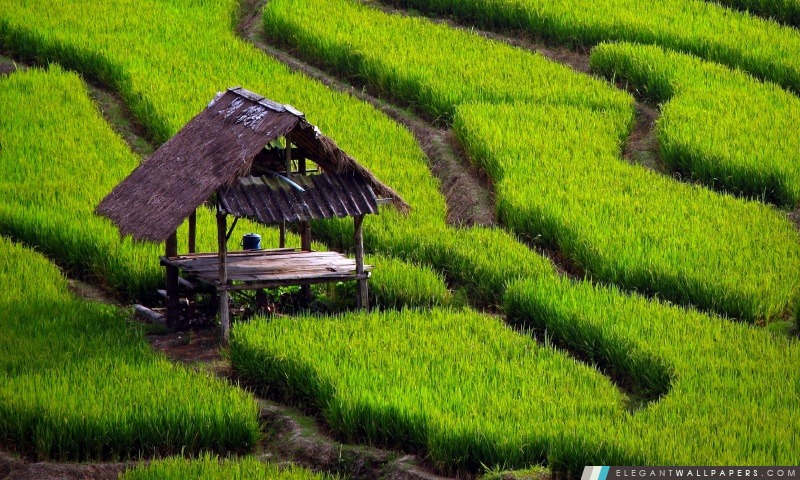 Rice Field Paysage, Arrière-plans HD à télécharger