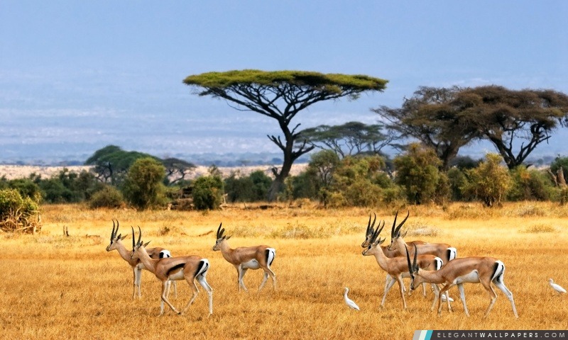 Antilopes, Arrière-plans HD à télécharger