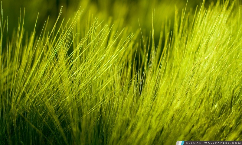 Plante verte du blé, Arrière-plans HD à télécharger