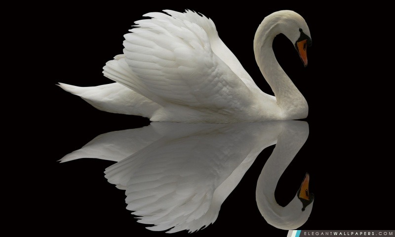 White Swan réflexion, Arrière-plans HD à télécharger