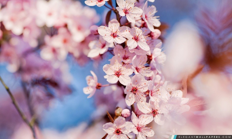 Fleurs De Cerisier Elegant Wallpapers