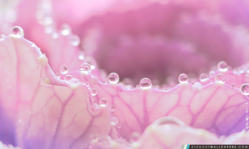 Rosée du matin sur la fleur rose, Arrière-plans HD à télécharger