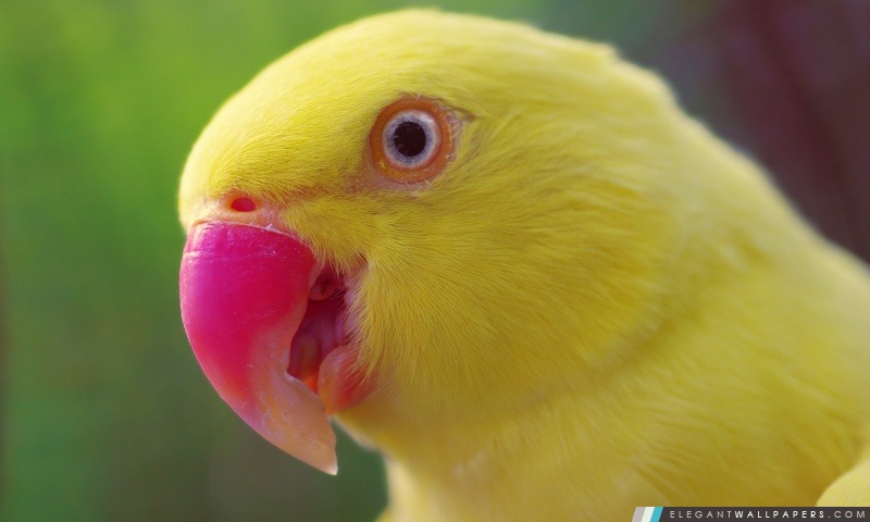Jaune Parrot, Arrière-plans HD à télécharger