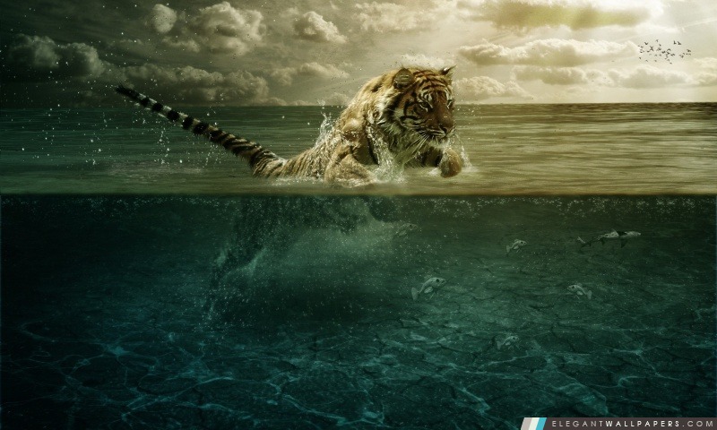 Tigre jouant dans l'eau, Arrière-plans HD à télécharger