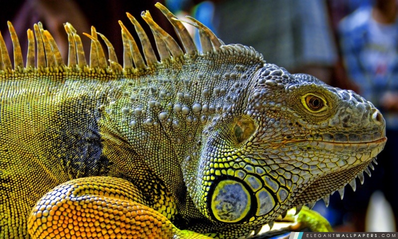 Iguana En Malaisie, Arrière-plans HD à télécharger