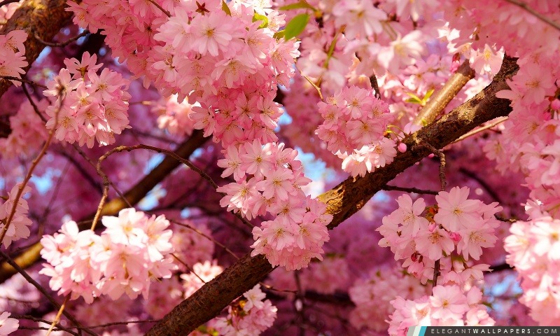 Fleurs de cerisier Fleurs, Arrière-plans HD à télécharger