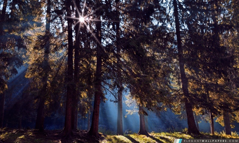 Forêt, Arrière-plans HD à télécharger