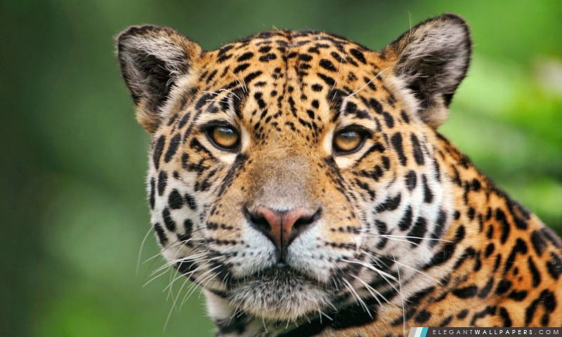 Jaguar visage, Arrière-plans HD à télécharger
