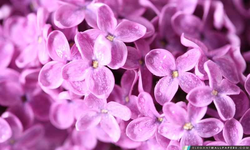 Fleurs lilas macro, Arrière-plans HD à télécharger