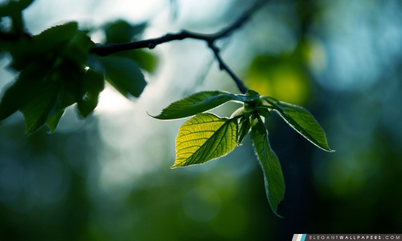 Frais feuilles vertes d'été, Arrière-plans HD à télécharger