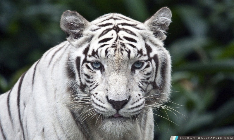White Tiger, Arrière-plans HD à télécharger