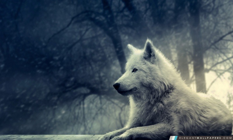 White Wolf peinture, Arrière-plans HD à télécharger