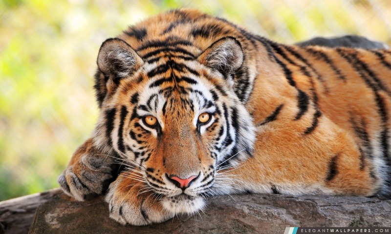 Belle jeune tigre, Arrière-plans HD à télécharger