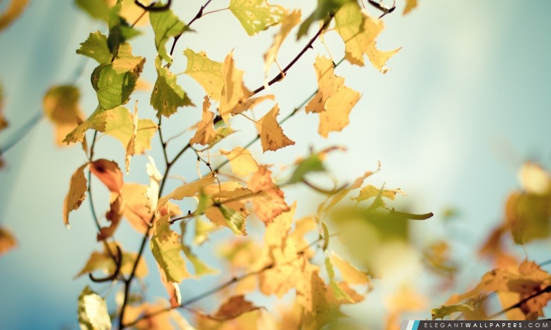 Autumn Leaves jaunies, Arrière-plans HD à télécharger
