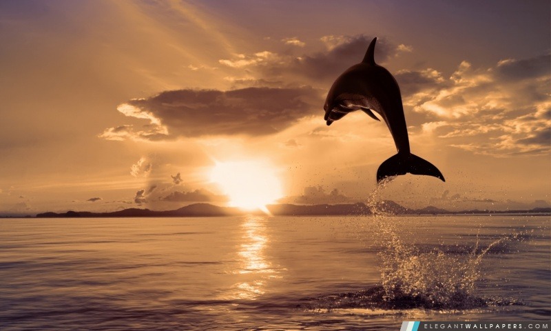 Jumping Dolphin, Arrière-plans HD à télécharger
