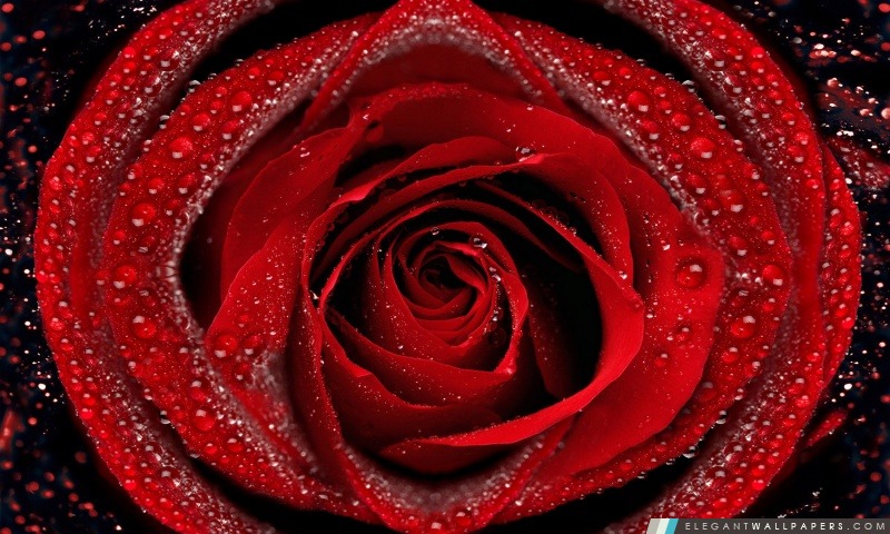 Rosée sur Rose rouge, Arrière-plans HD à télécharger