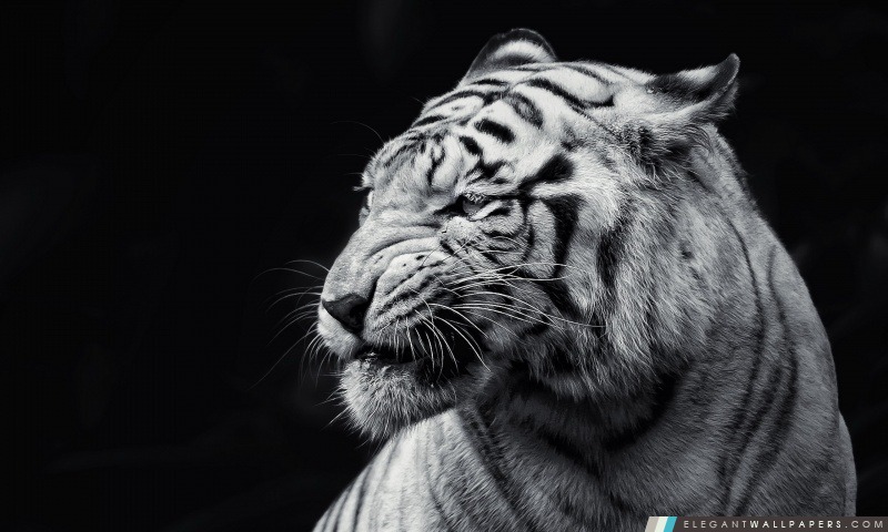 Tiger noir et blanc, Arrière-plans HD à télécharger