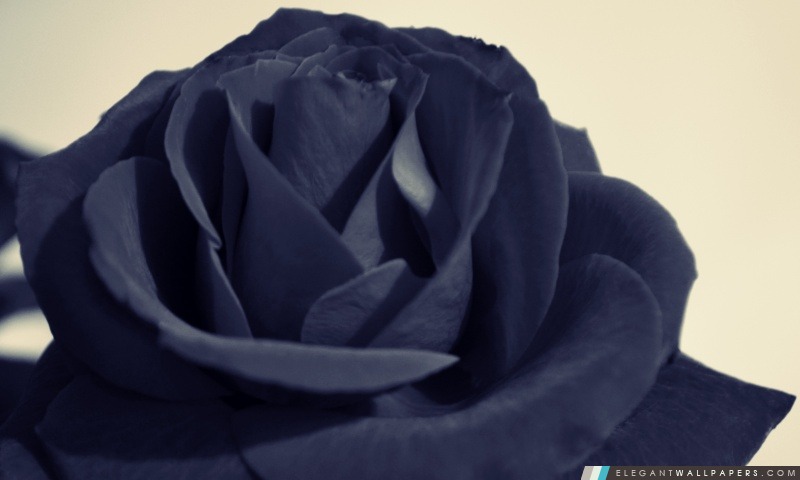 Black Rose, Arrière-plans HD à télécharger