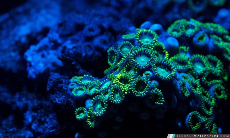 Zoanthids Coral, Arrière-plans HD à télécharger