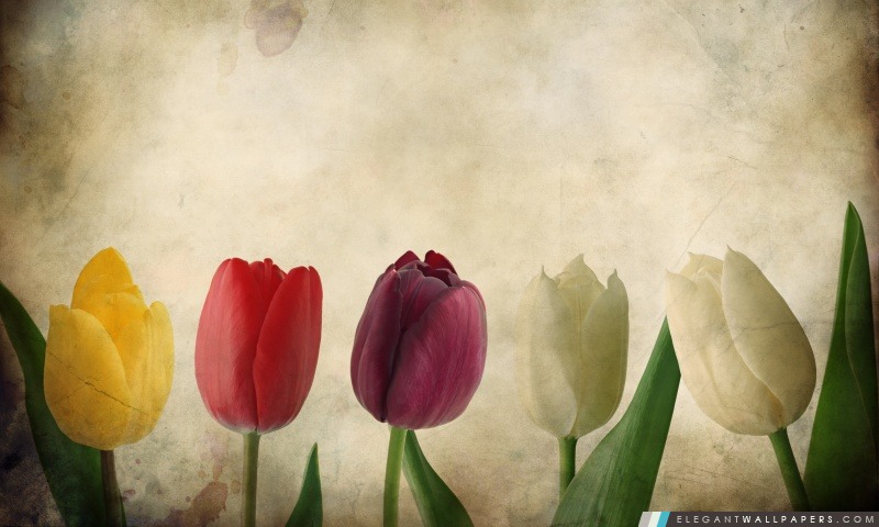 Tulipes Vintage, Arrière-plans HD à télécharger
