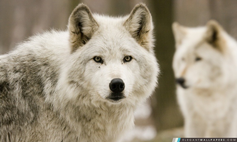 White Wolf, Arrière-plans HD à télécharger