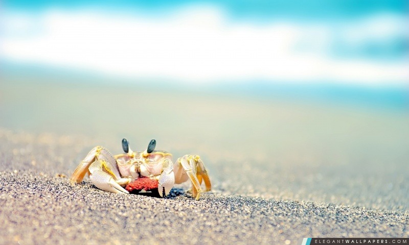 Seul crabe, Arrière-plans HD à télécharger
