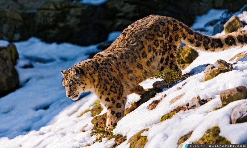 Snow Leopard Descendre, Arrière-plans HD à télécharger