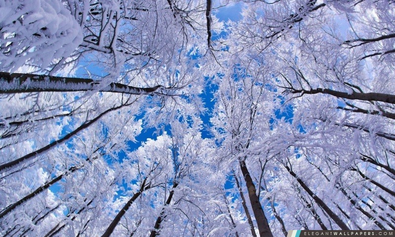 Regarder en l'air à travers les arbres, hiver, Arrière-plans HD à télécharger